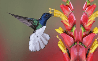 Guided Hike in Monteverde Cloud