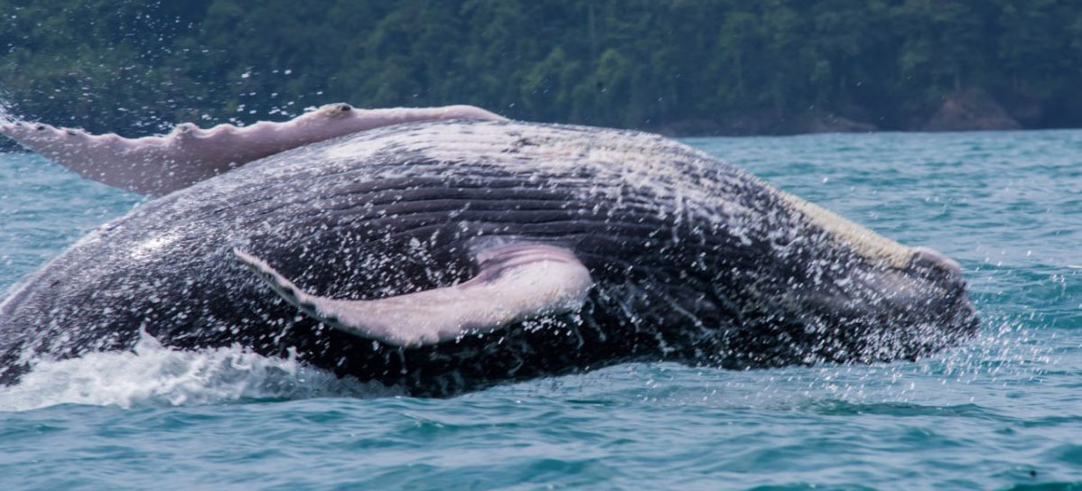 Whale watching Costa Rica