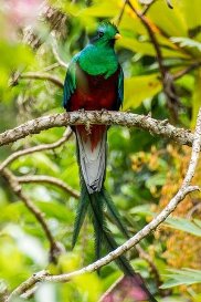   Los Quetzales Reserve Savegre Lodge tour