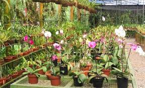 activities for  Lankester Orchids Garden and Orosi Tour
