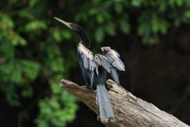 Caño Negro One day with Jacamar Tours