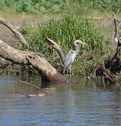 activities for  Crocodrile Tour Safari in Tarcoles River 