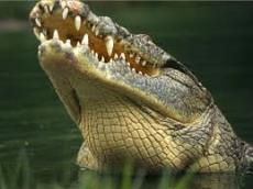 reviews for  Crocodrile Tour Safari in Tarcoles River 