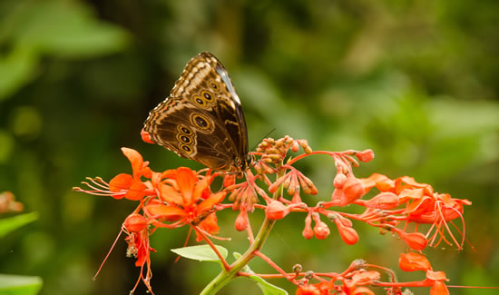   Butterfly Garden