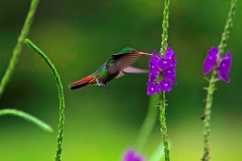 reviews for  Hummingbird garden