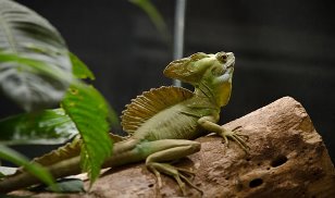 activities for  Reptiles and Anphibians