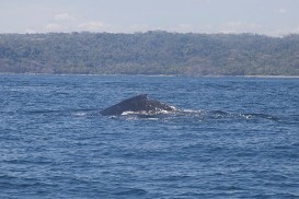 reviews for  Water Taxi Guanacaste Jacó