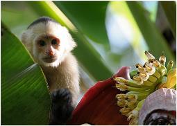 Kayak or boat to Mangroves in Manuel Antonio