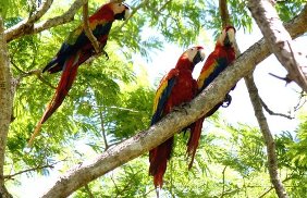 reviews for  Palo Verde National Park Tour