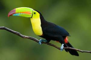 Forests of the Corcovado National Park