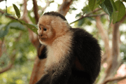 Naturalist tropical Tour guide