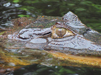 Crocodile Man Tour