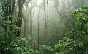 activities for  Biological Reserve Monteverde Guided Tour